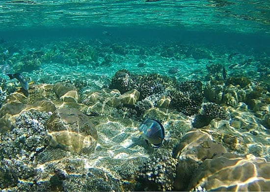 الحياة البحرية