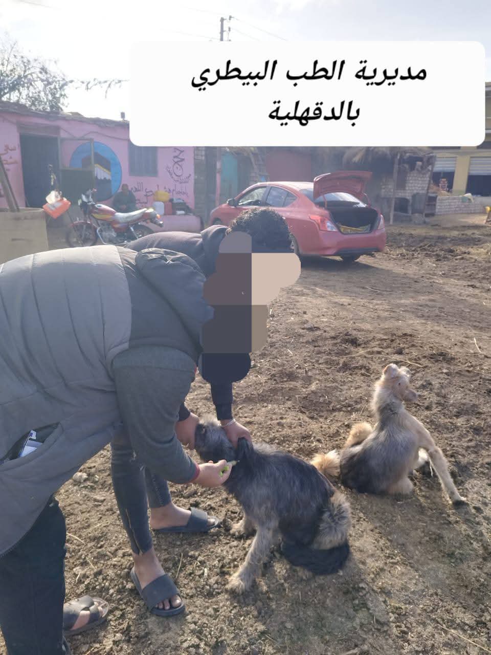 جانب من تحصين الكلاب الضالة (2)