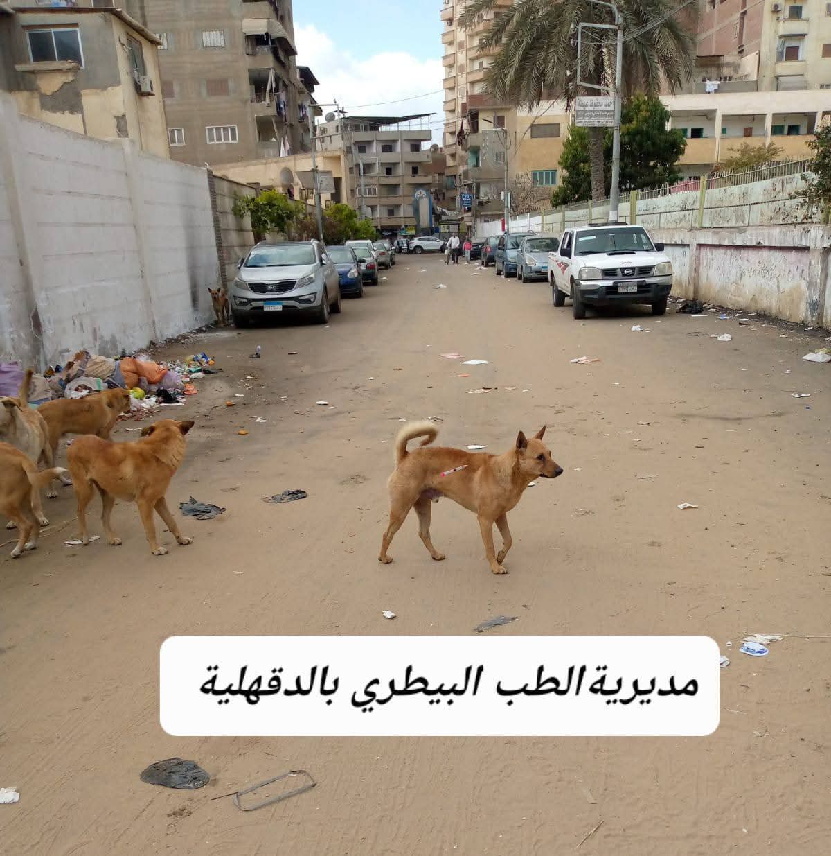 جانب من تحصين الكلاب الضالة (3)