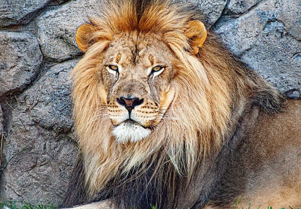 اليوم العالمى للحياة البرية