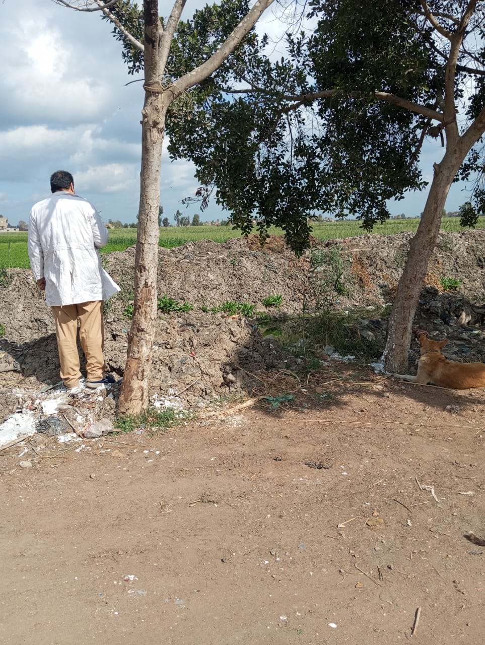 جانب من تحصين الكلاب الضالة (1)