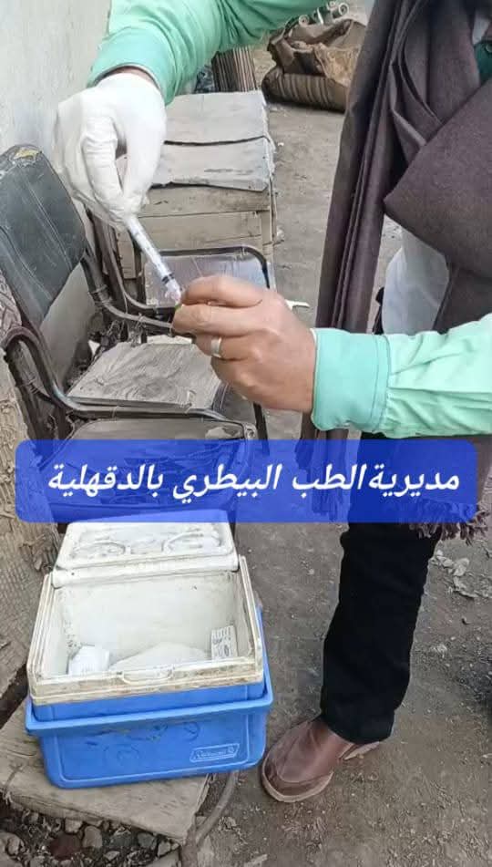 جانب من تحصين الكلاب الضالة (4)