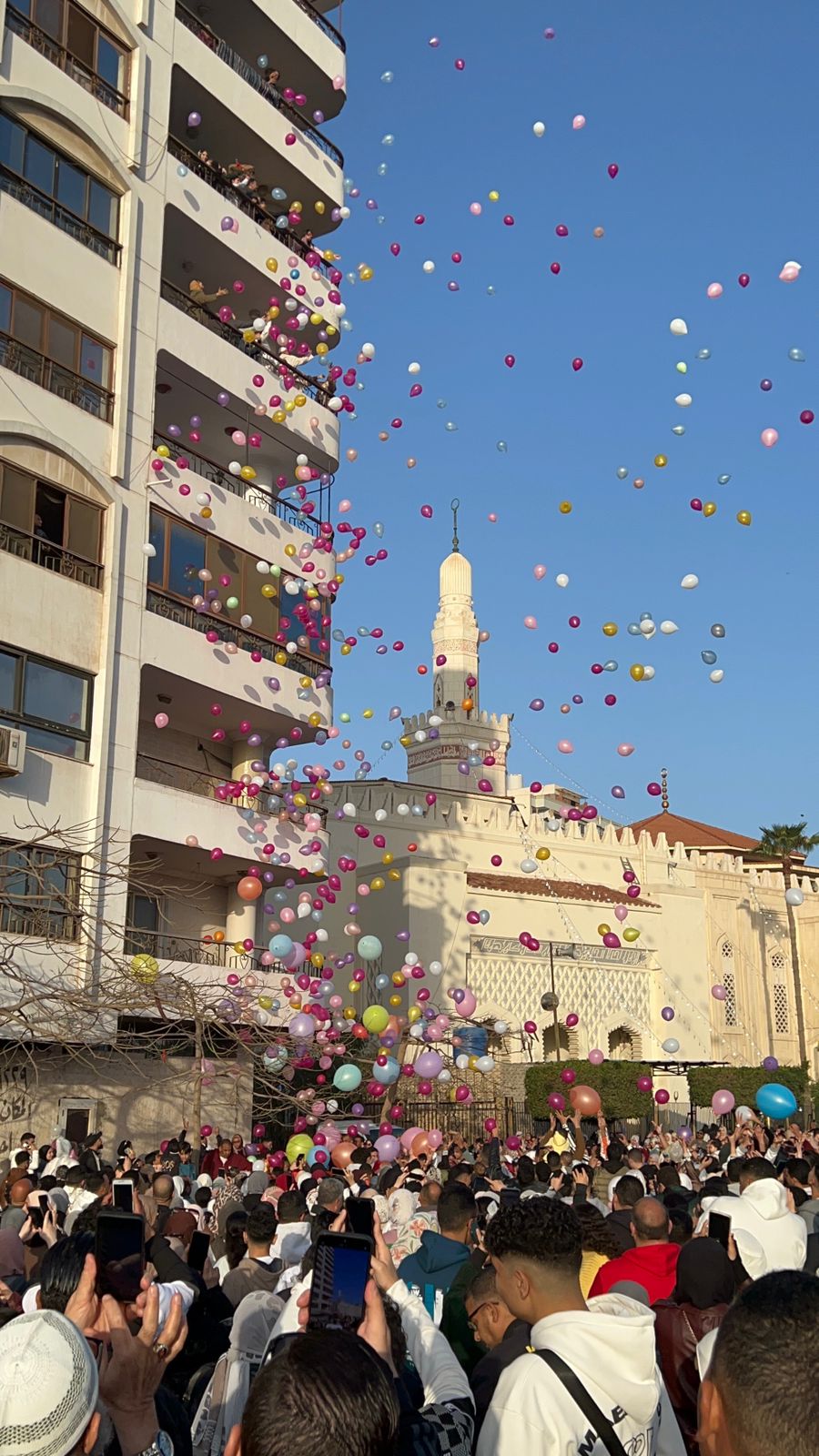 البابونات في الساحات البابونات في الساحات