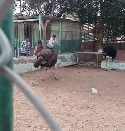 نعام بحديقة الحيوان بكفر الشيخ