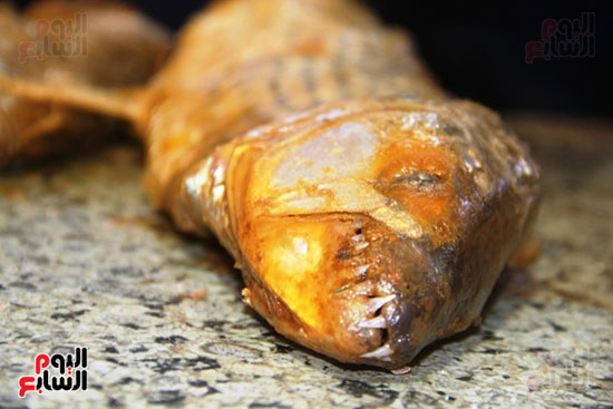 سمكة-كلب-البحر