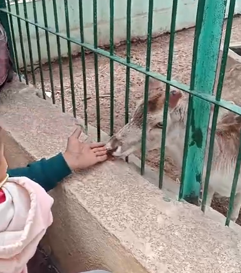 زائر يطعم الغزالة