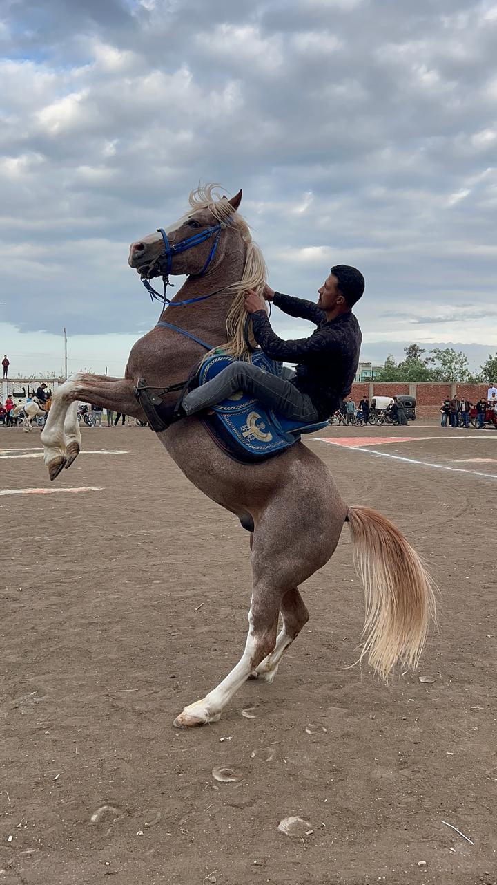 الخيل العربي في النهائي