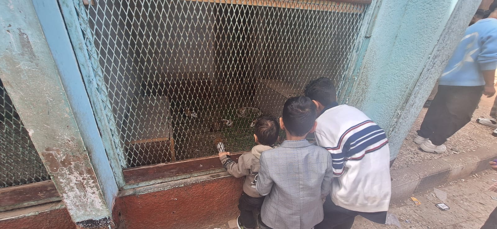 الاطفال يلعبون مع الحيوانات