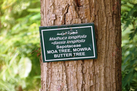 شجرة-الزبد شجرة-الزبد