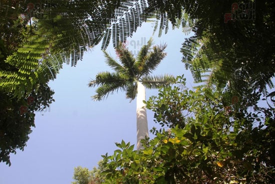 النخيل-الملوكى النخيل-الملوكى