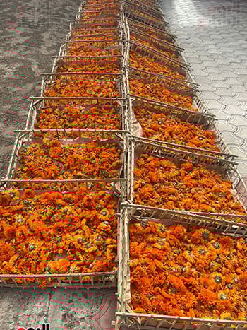 تجفيف-الكلانديولا