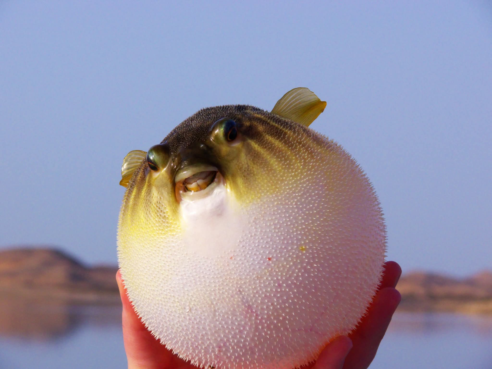 أسماك نادرة 