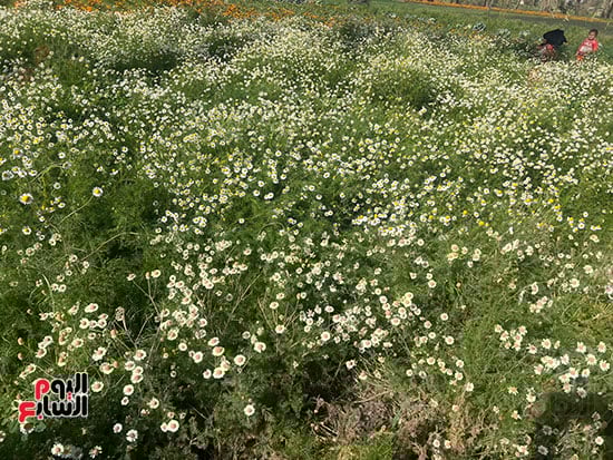 محصول-البابونج