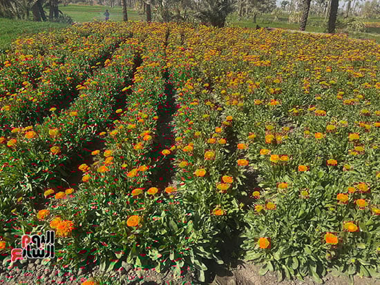 الكلانديولا