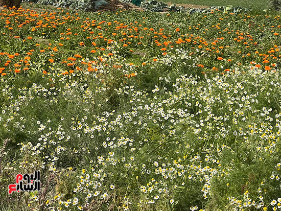 النباتات-الطبية-والعطرية-بالفيوم