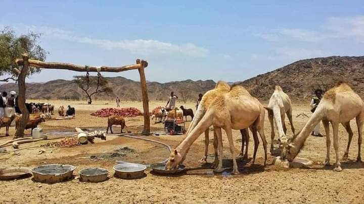 تجمع الأبل ليوم صلاتها
