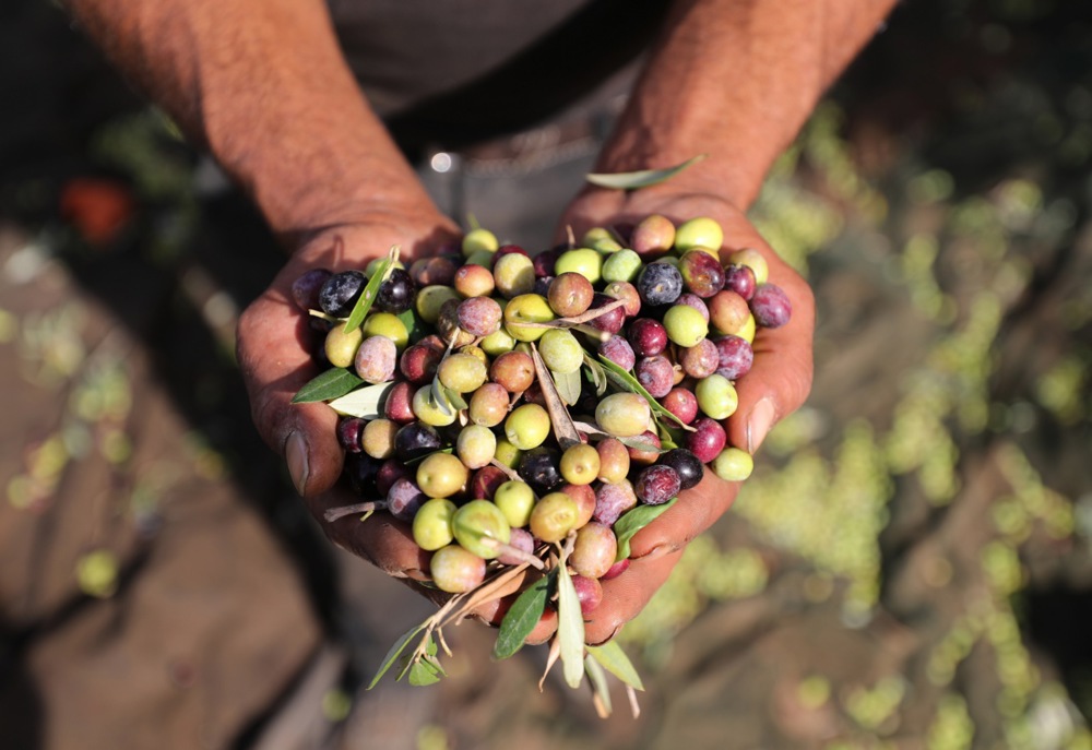 اليوم العالمى للزيتون (8)