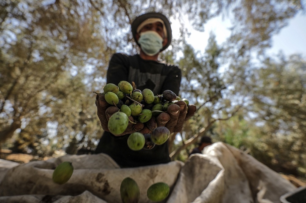 اليوم العالمى للزيتون (7)