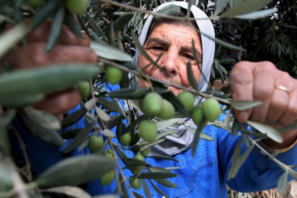 اليوم العالمى للزيتون (2)