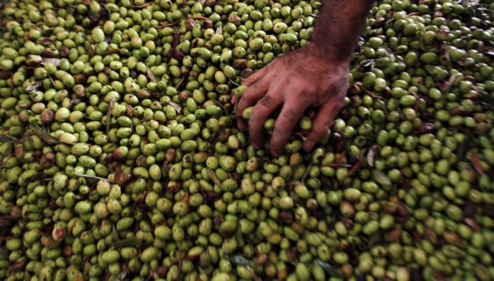 اليوم العالمى للزيتون (4)