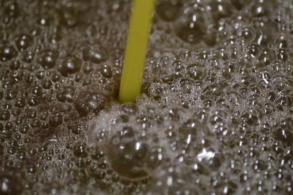 اليوم العالمى للزيتون (10)