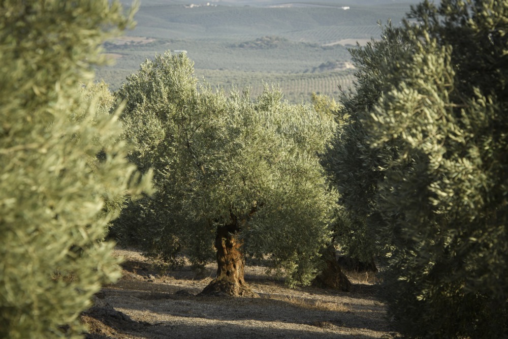 اليوم العالمى للزيتون (12)