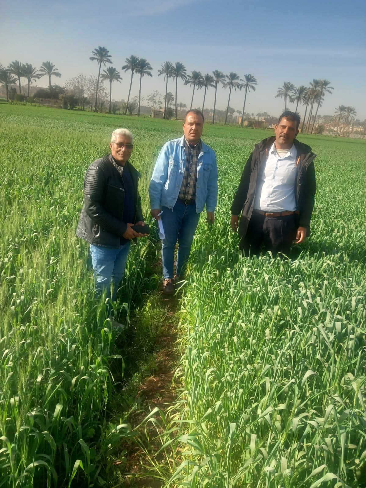 اهتمام بزراعة البنجر