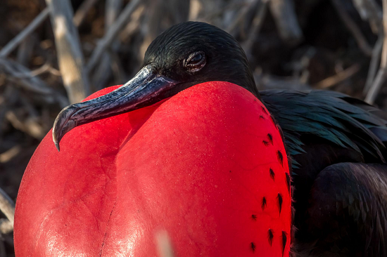 طائر الفرقاط