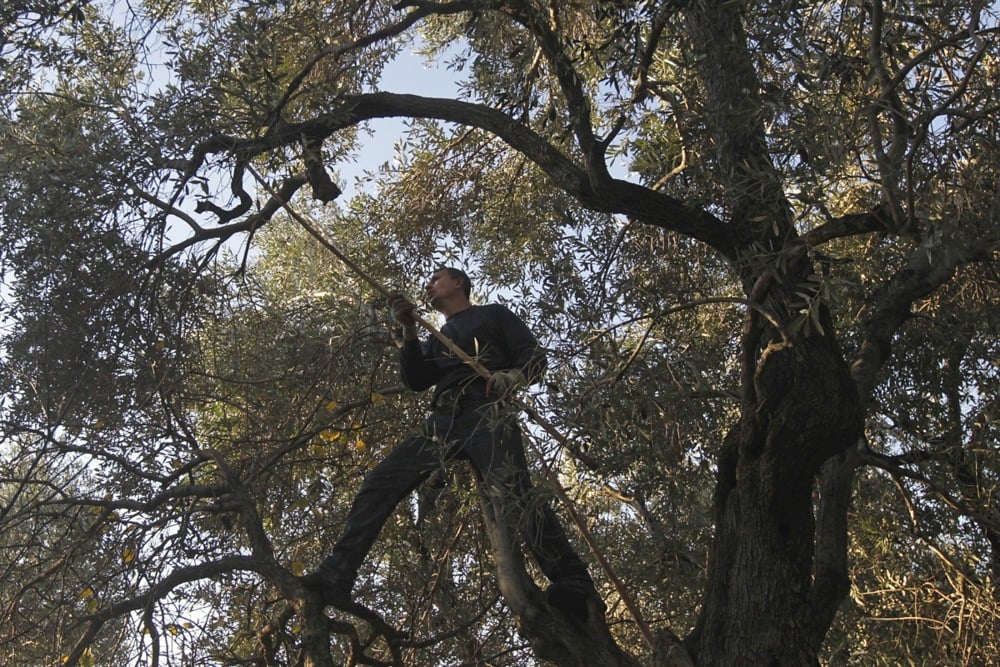 اليوم العالمى للزيتون (11)