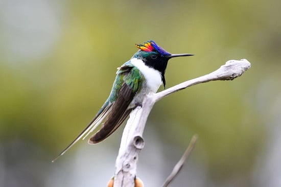 طائر الطنان ذو القرون