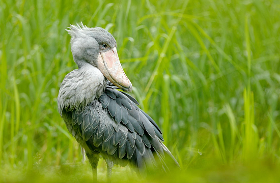 طائر الحذاء