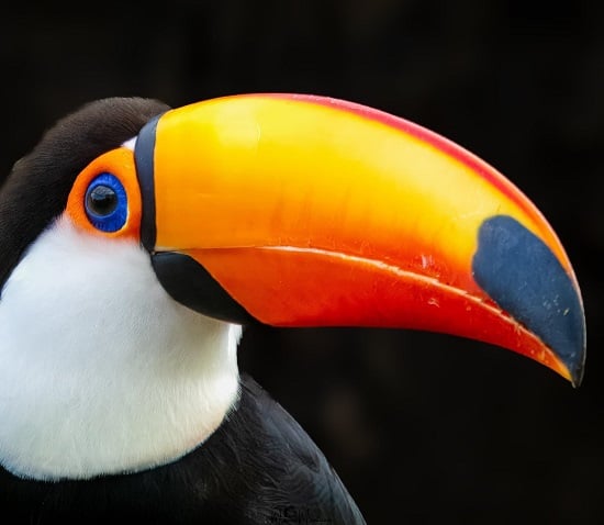 طائر الطوقان