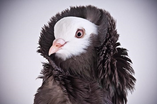 طائر الياكوبين