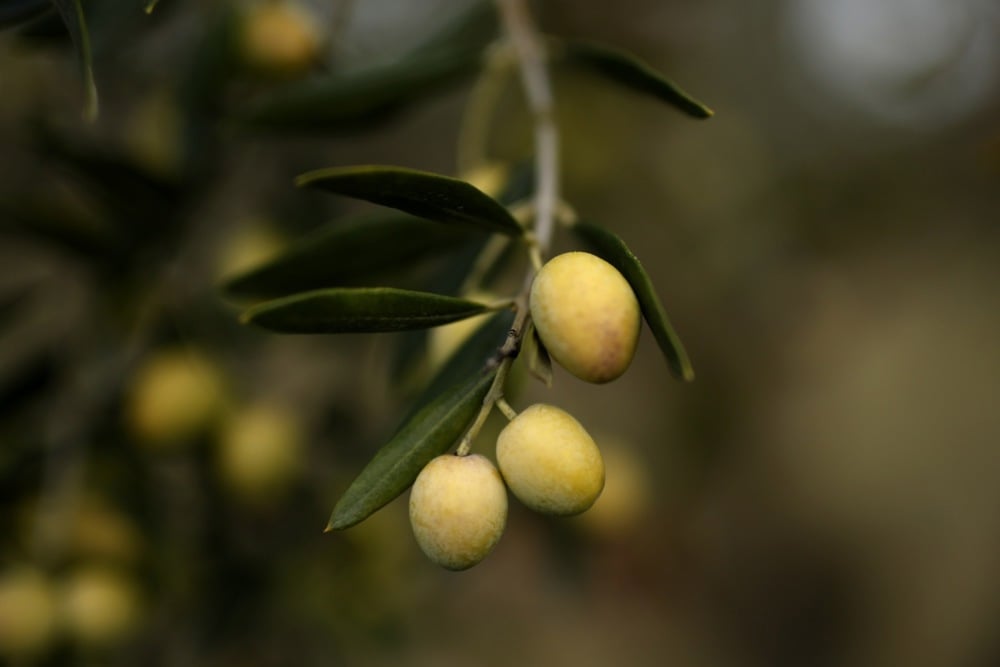 اليوم العالمى للزيتون (1)