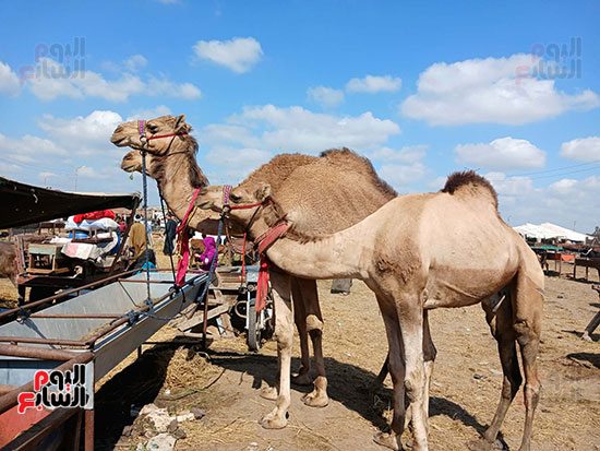 انواع-الجمال