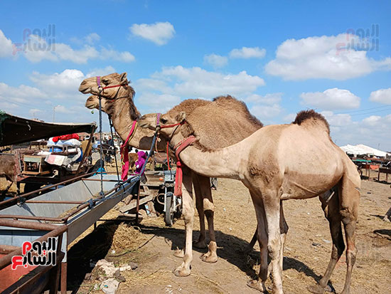الجمال-البلدى-والرشيدى