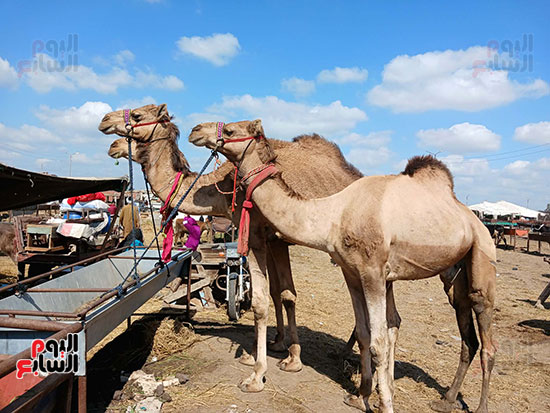 الجمال-البلدى