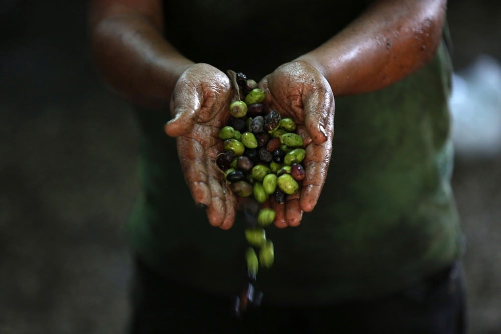 اليوم العالمى للزيتون (6)