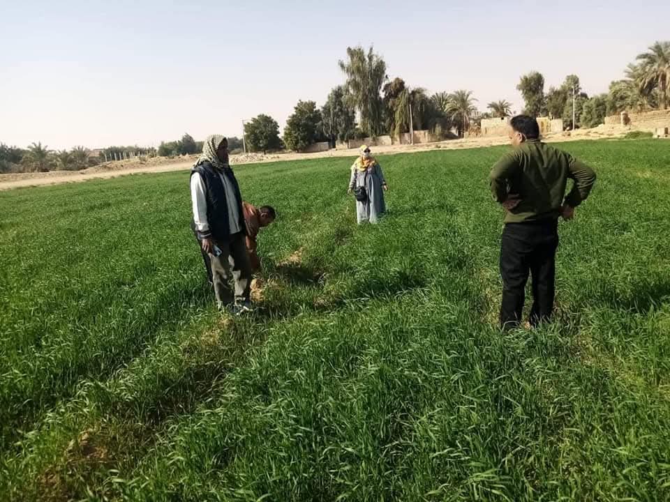 متابعة زراعات القمح متابعة زراعات القمح