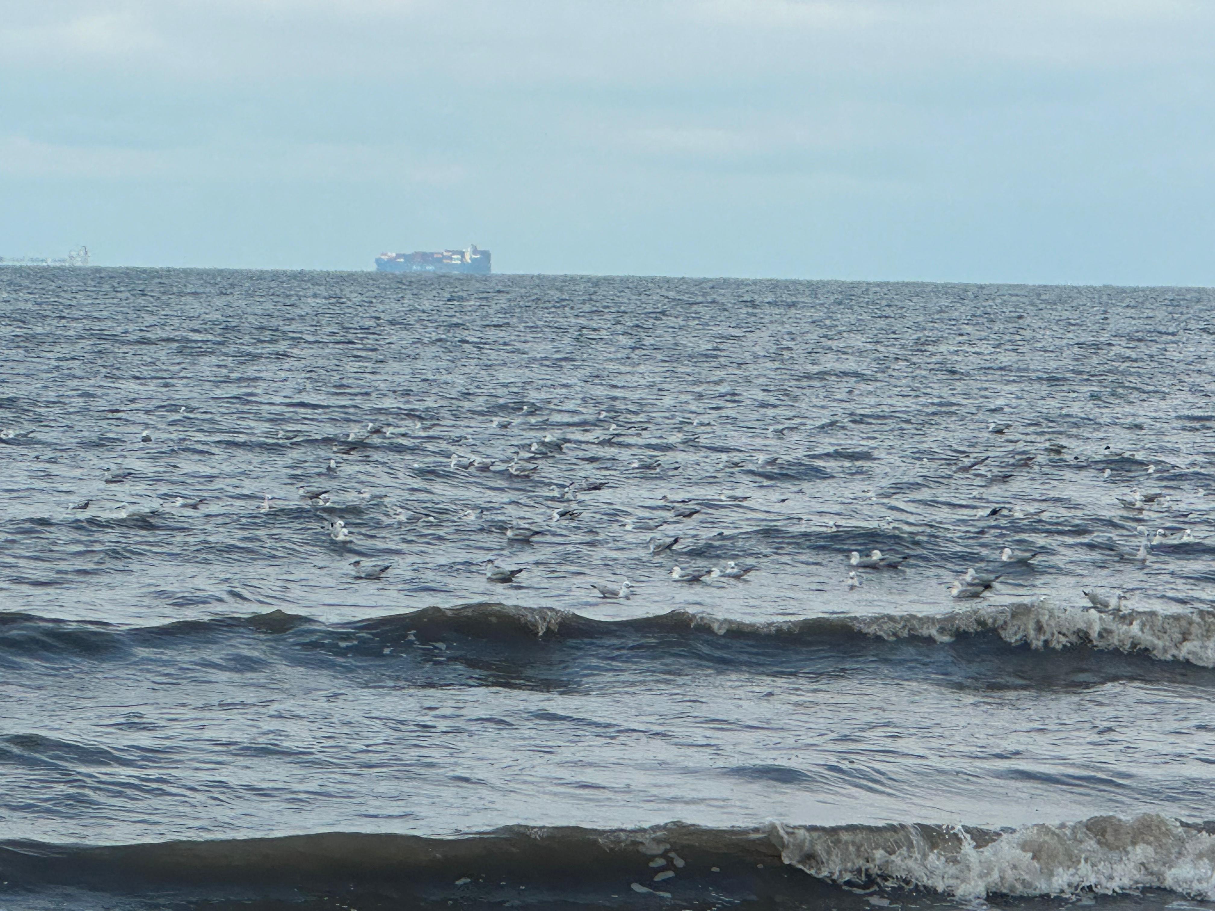 طائر النورس وهو يرقد طائر النورس وهو يرقد