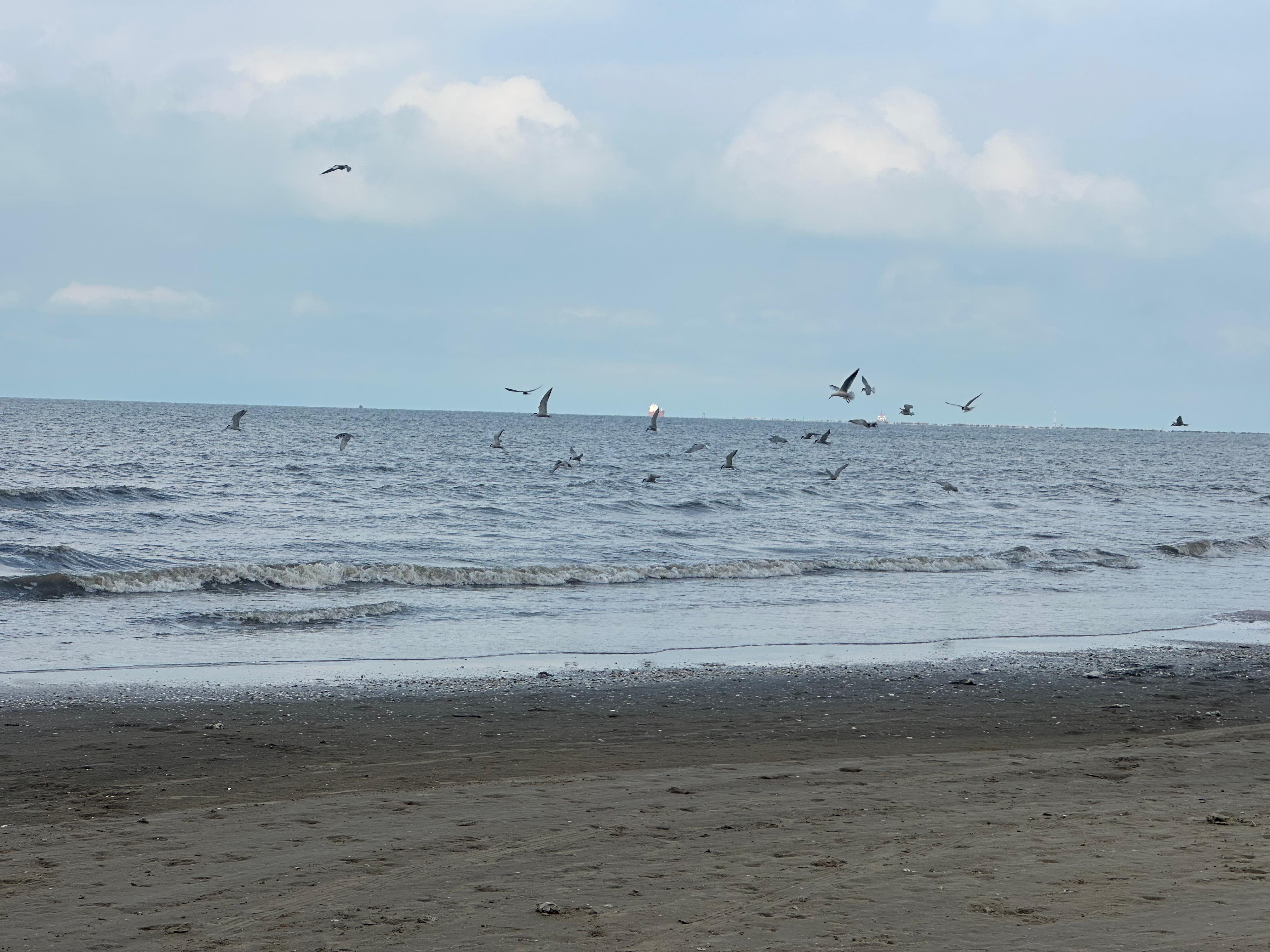 النورس على الشاطئ