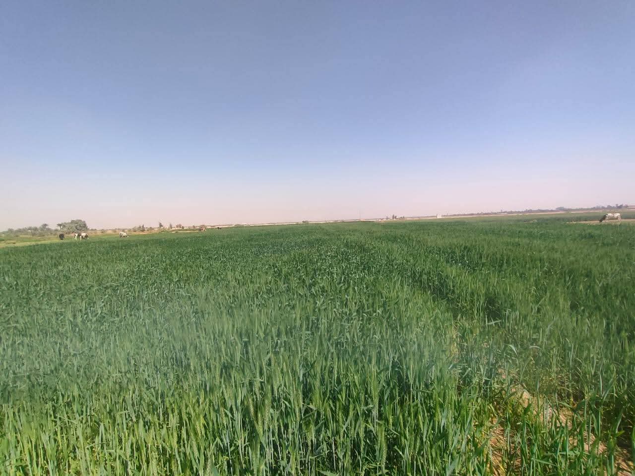 زراعات القمح بالوادى الجديد زراعات القمح بالوادى الجديد