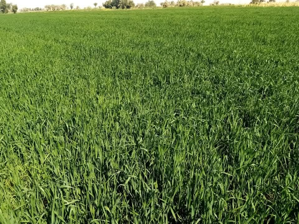 الاراضى الزراعية الاراضى الزراعية