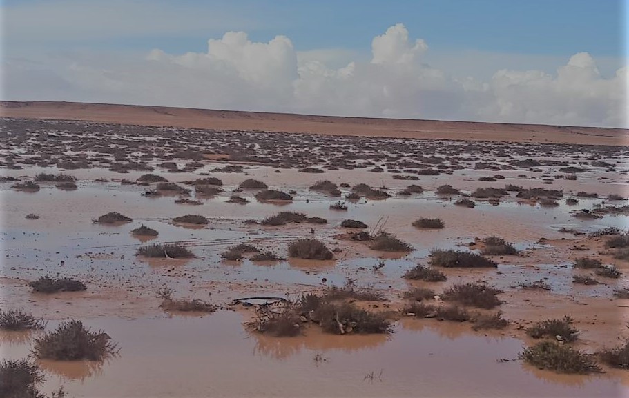 الامطار تروي المراعي والزراعات بمطروح الامطار تروي المراعي والزراعات بمطروح