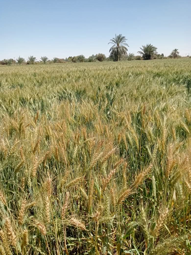 زراعات القمح زراعات القمح