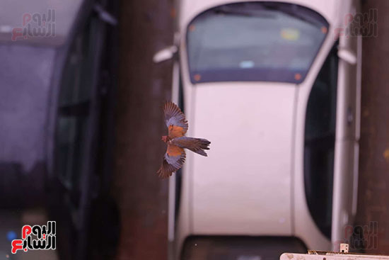 حالة الطقس فى الجيزة (11)