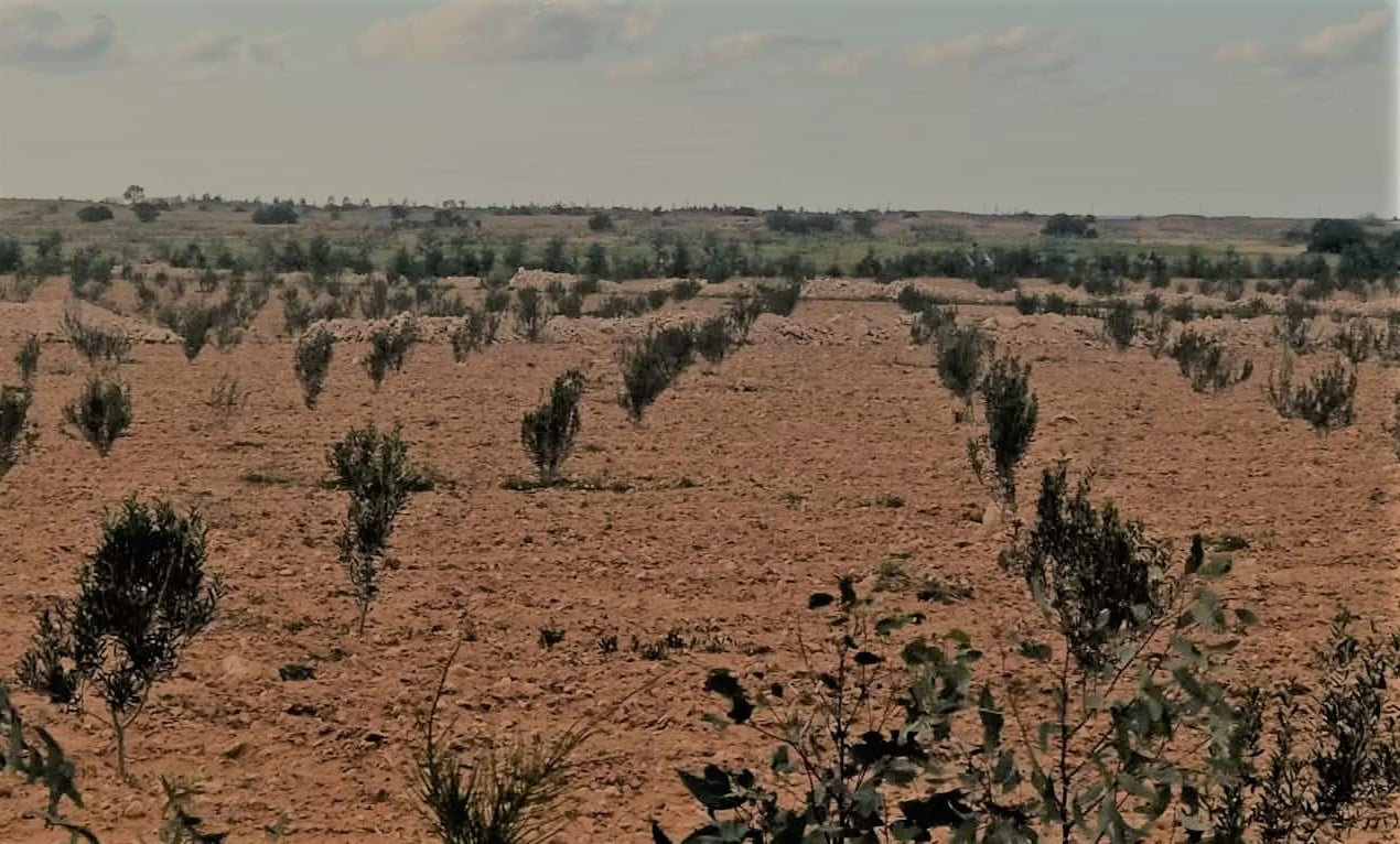 الامطار تروي اشجار الزيتون - مطروح الامطار تروي اشجار الزيتون - مطروح