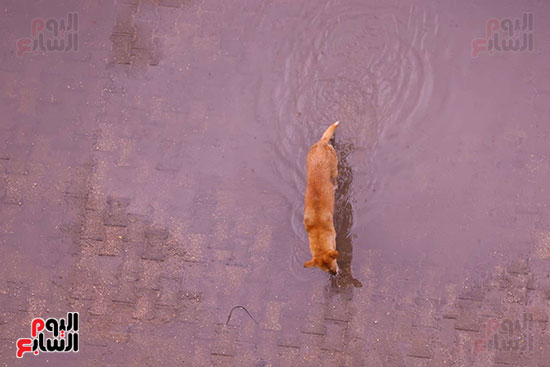 حالة الطقس فى الجيزة (13)