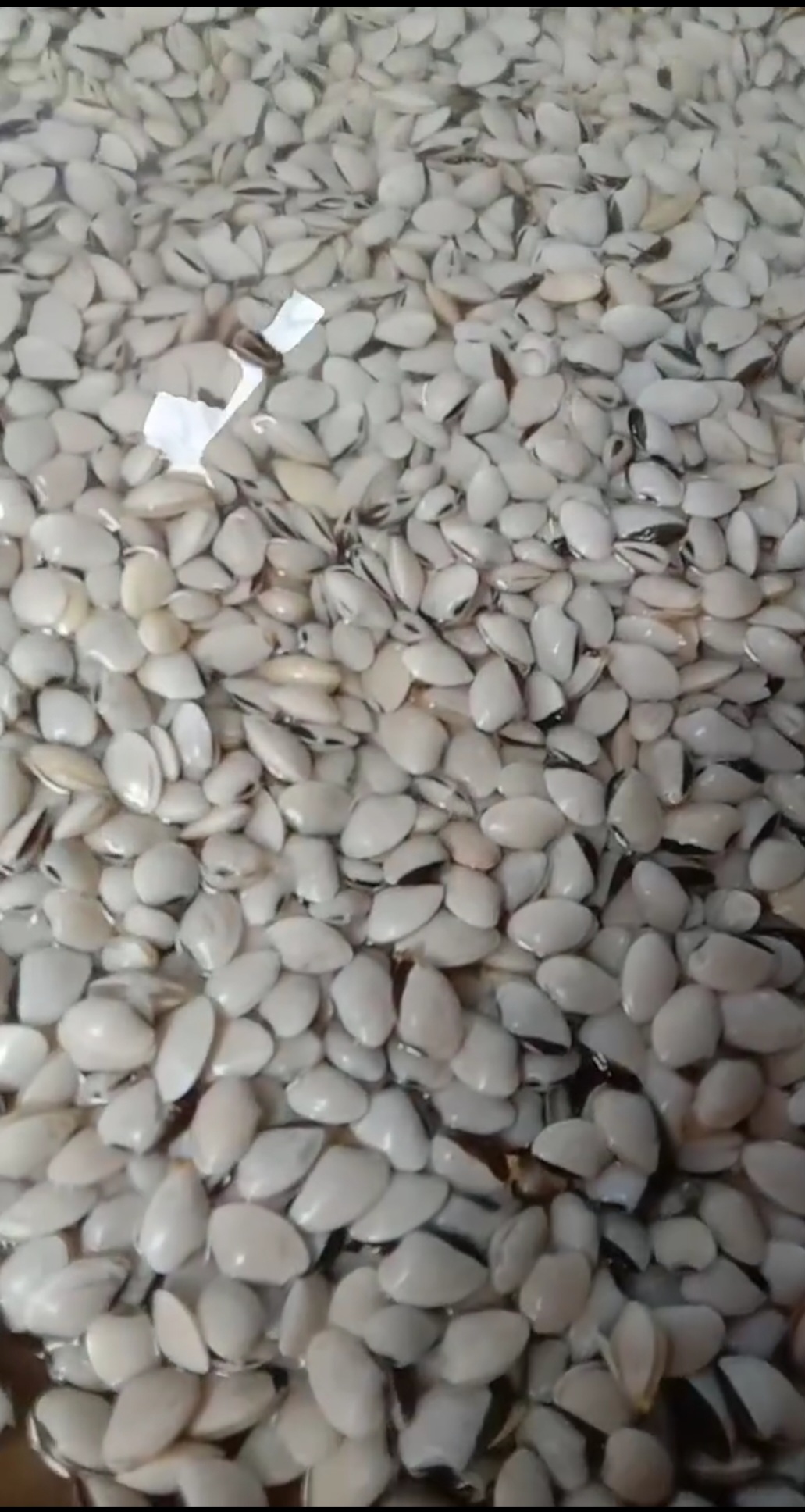 اكلات الشتاء