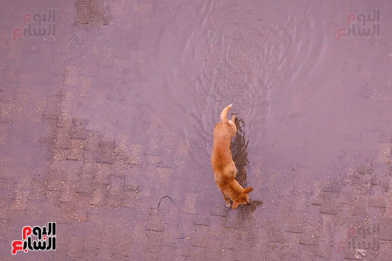 حالة الطقس فى الجيزة (6)